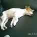 nr 2 hund ??