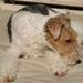 Avlsrestriktioner på Ruhåret Fox Terrier?