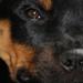 Rottweiler avler her på HG 