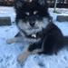 Børnetræning vedr. hunde