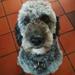 Interesse for Sproodle hvalpe? (Springer doodle)