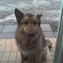 Sidsel B