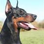 - Dobermann Kennel Noir Royale -