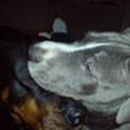 ~*~ Trine & Nicolai ~* ~