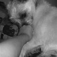 majse t