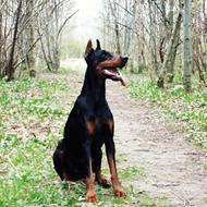 .:'Dobermann':.