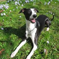 *StarRunnersWhippet