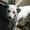 Dorthe Lind J