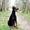 .:'Dobermann':.