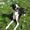 *StarRunnersWhippet