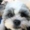 shih tzu fren