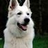 Gitte A