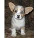 Welsh Corgi Cardigan!!!