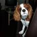 Aggressiv hund 