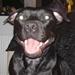 Blue line amstaff eller staff hvalpe?