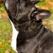 Maleri af hunde