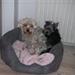 HUNDESENG