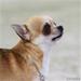 Hundehandlere og retssager 