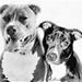 Bandogs...