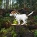 Jack Russel hvalpe.... hvorhenne??