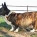 Udenlandske dobermann-kenneler?