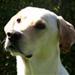Hundefoder Markus Mühle