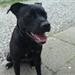 amstaff, evt blanding?