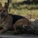 Hunde med diabetes/sukkersyge