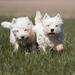 Hundefoder tilbagekaldes!! 