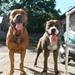Hunde film 