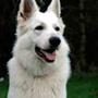 Gitte A