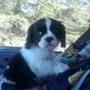 Brian N