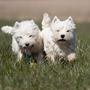 Mette (nu med westie)