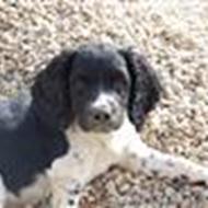 Emma (L)Lady og Amy(L)<3 .