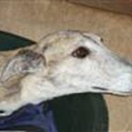 Pia O