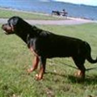 jesper r