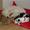 Dorthe L