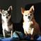 Marie, Momo & Evee