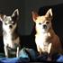 Marie, Momo & Evee
