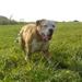 Mangler hunde pasning....