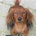 NY hund, hvilken?