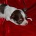 Bullterrier