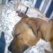 Am. Bulldog/Amstaff