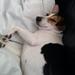 Bella trænger til at møde andre hunde