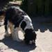Udstillings line til engelsk springer spaniel.