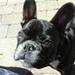 Belcando hundefoder
