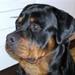 Søger søskende til Rottweiler. 