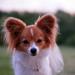 Min hund kaster op!
