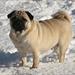 Hundepension i Thy