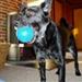 Dog Camp 2011